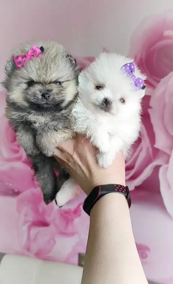 Померанский шпиц, щенки. Мини мишки, фотография 7