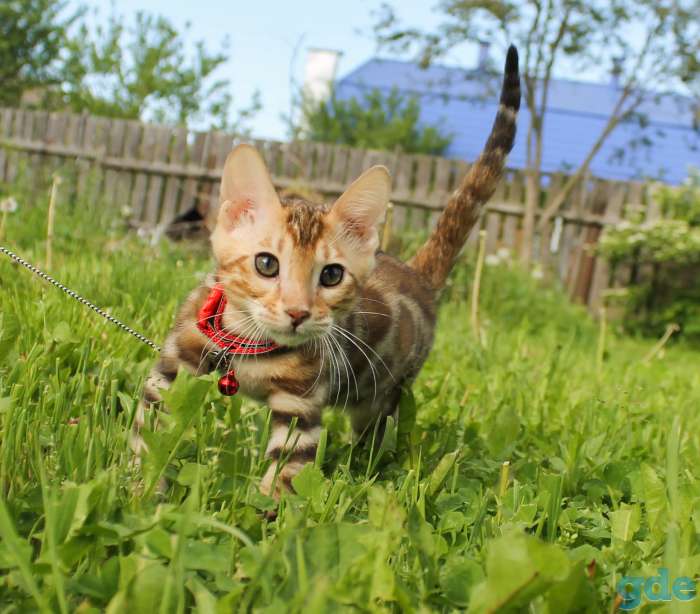 Бенгальский мальчик, фотография 4