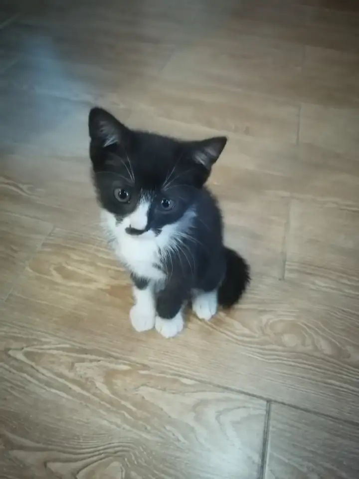 Котята, фотография 1