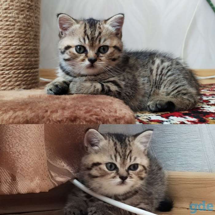 Шотладская прямоухая кошечка, фотография 1