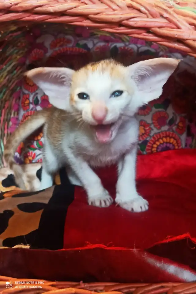 Ориентальная кошка, фотография 5