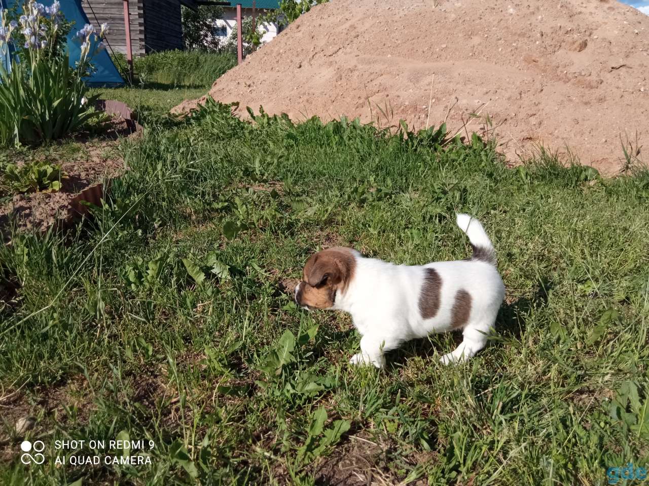 Джек Рассел, фотография 5