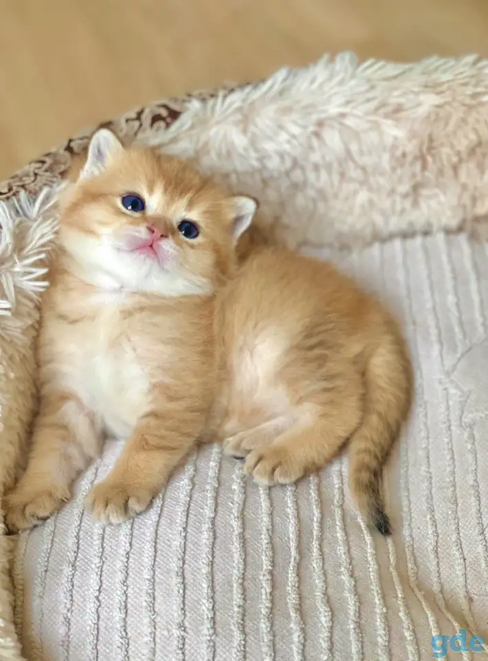 ЗОЛОТАЯ ШИНШИЛЛА шотландские котята, фотография 4