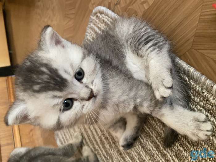 Шотландские котята, фотография 4
