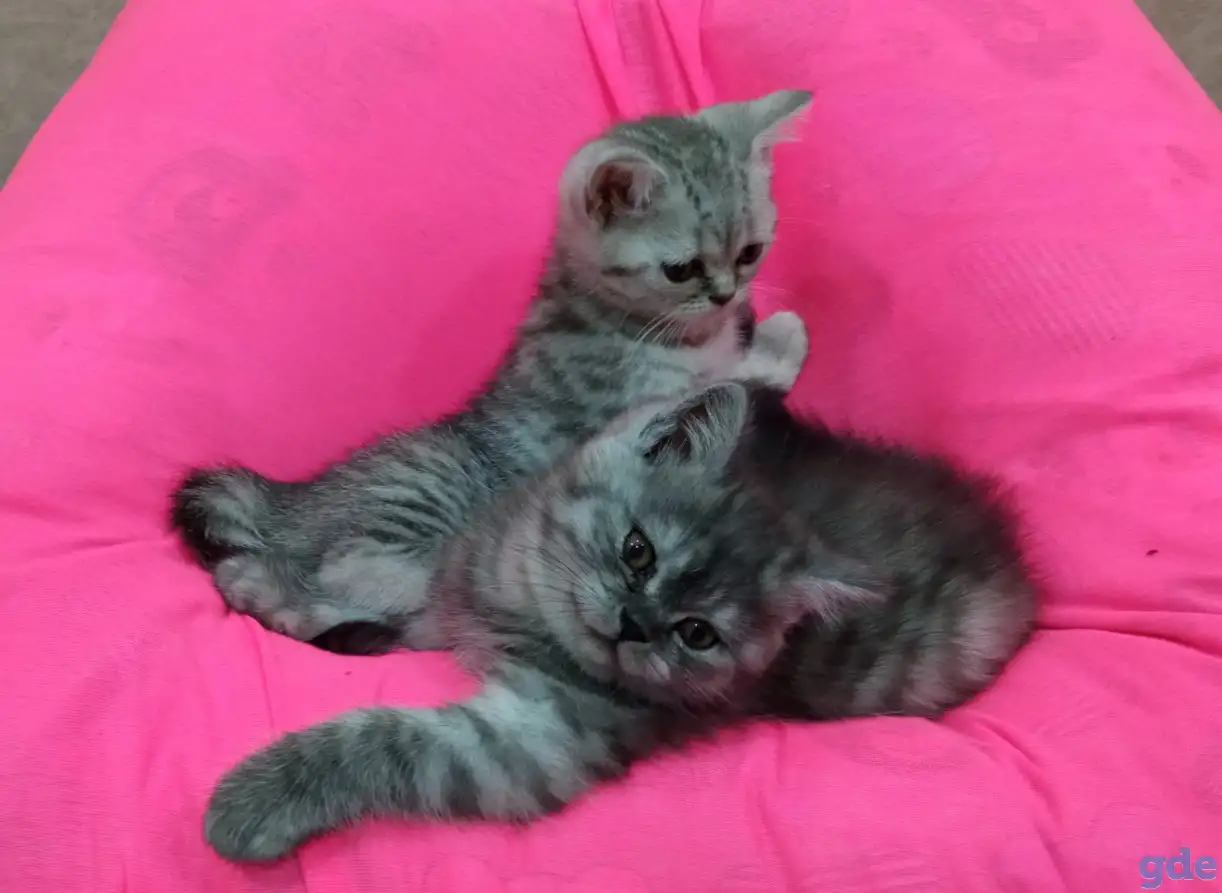 Продаются британские котята, фотография 3