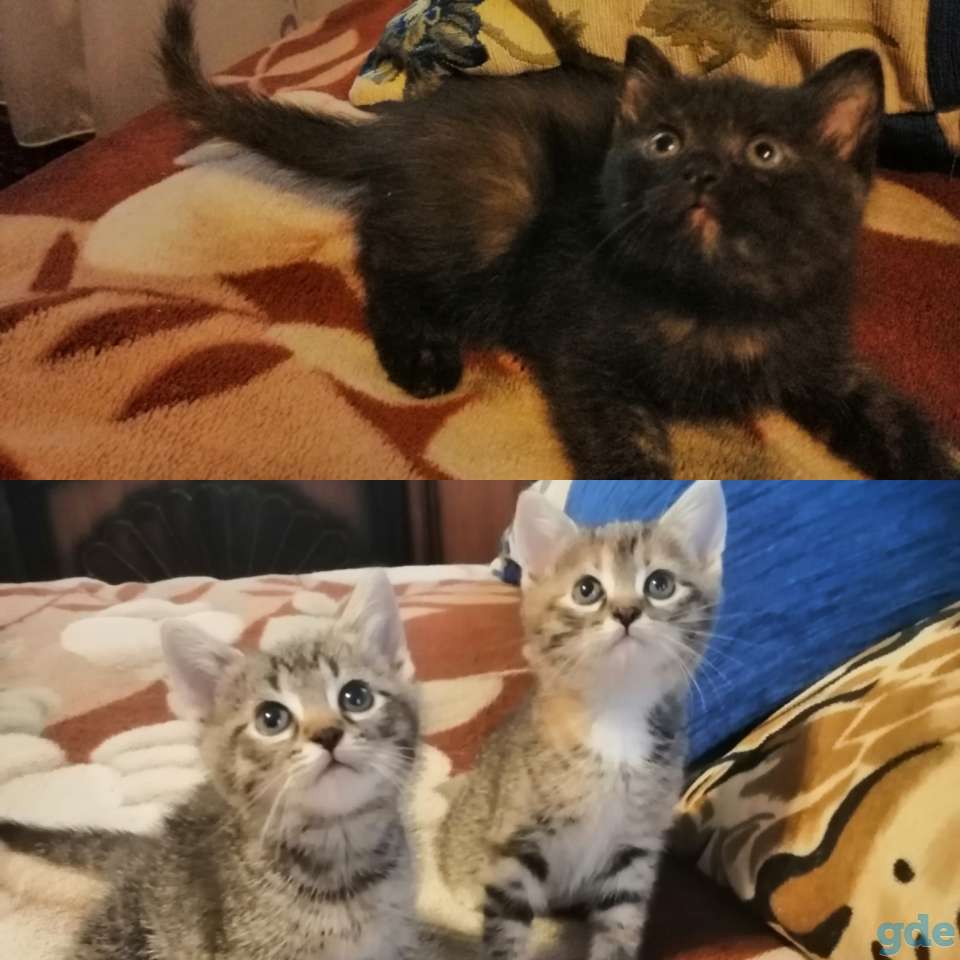 Котята в дар, фотография 1