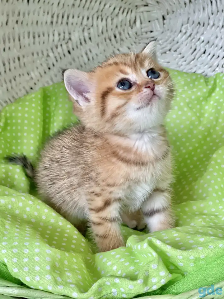 Шотландские котята ЗОЛОТАЯ ШИНШИЛЛА, фотография 5
