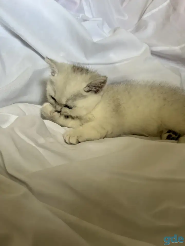 Британские котята окрас серебристая шиншилла, фотография 3