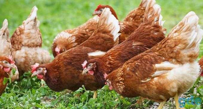 Продам породистых кур несушек!, фотография 4
