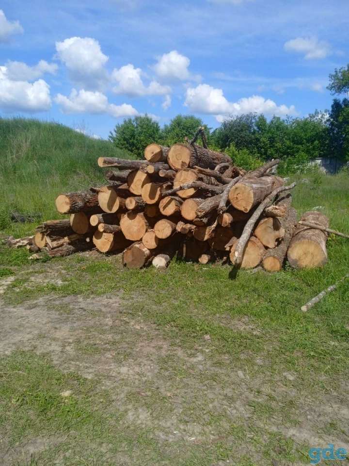 дуб кругляк, фотография 4