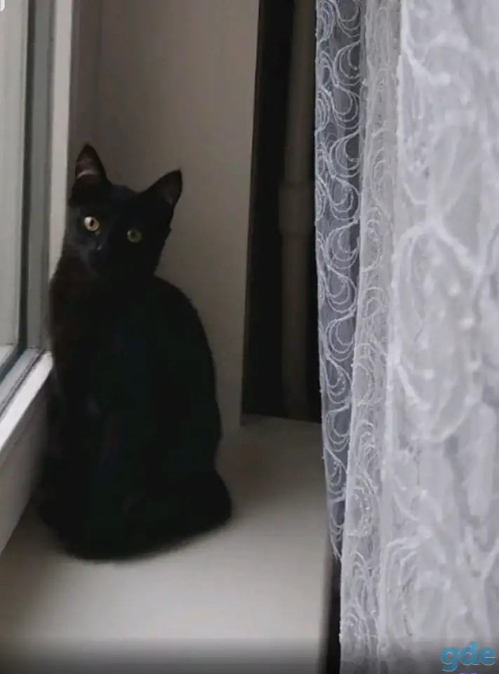 Нежная девочка котёнок, фотография 1