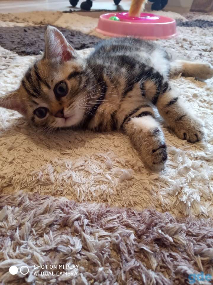 Отдам котенка, фотография 2
