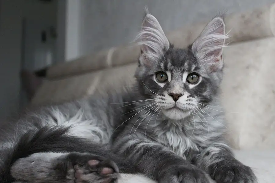 Мейн-кун котенок!, фотография 3