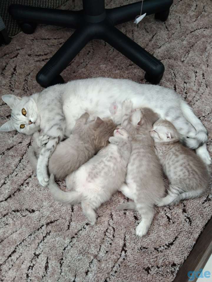 Котята, фотография 5