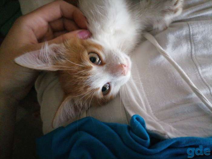 СРОЧНО ищем дом котёнку!!!, фотография 1
