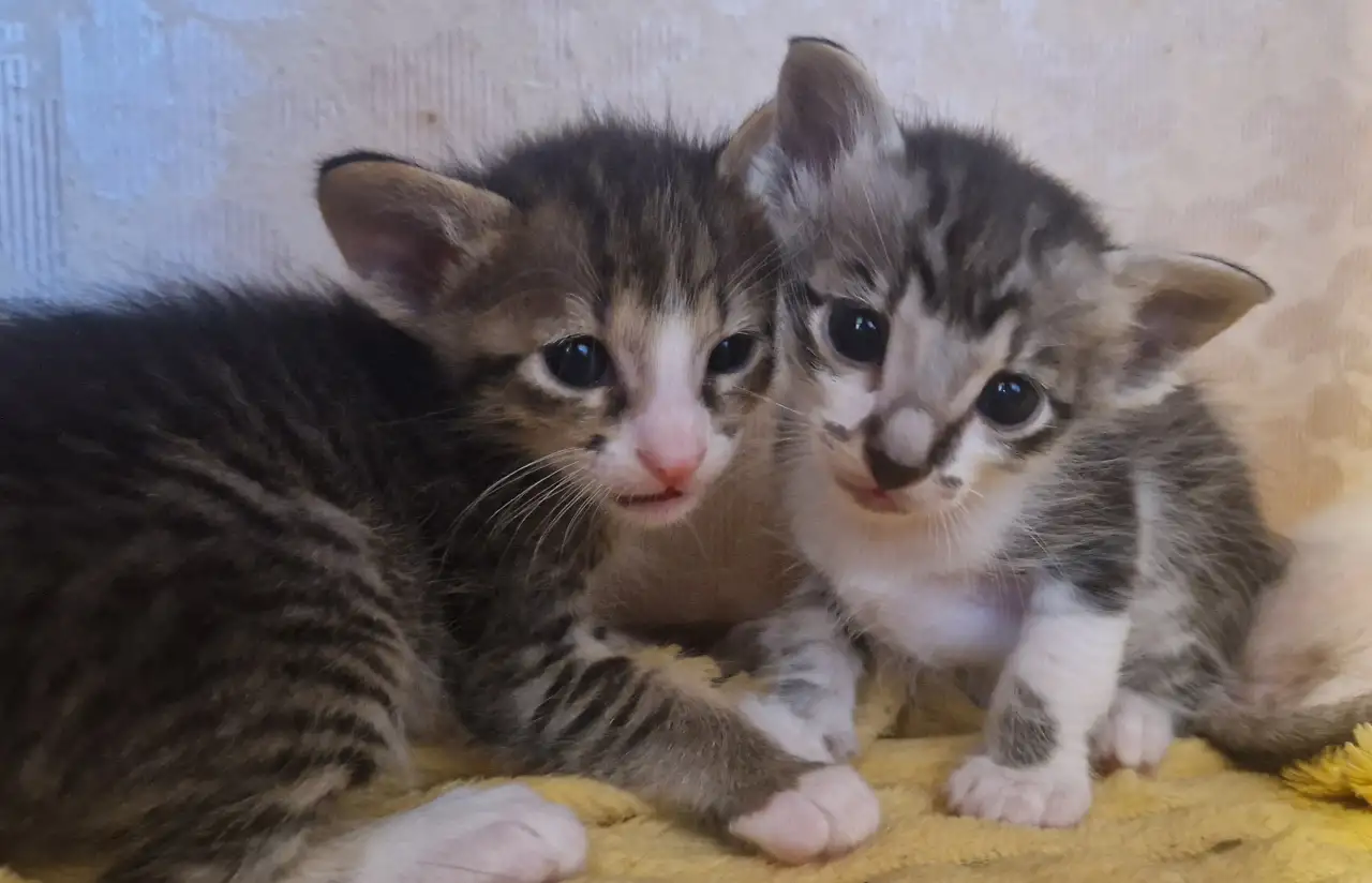 Ориентальные котята, фотография 3