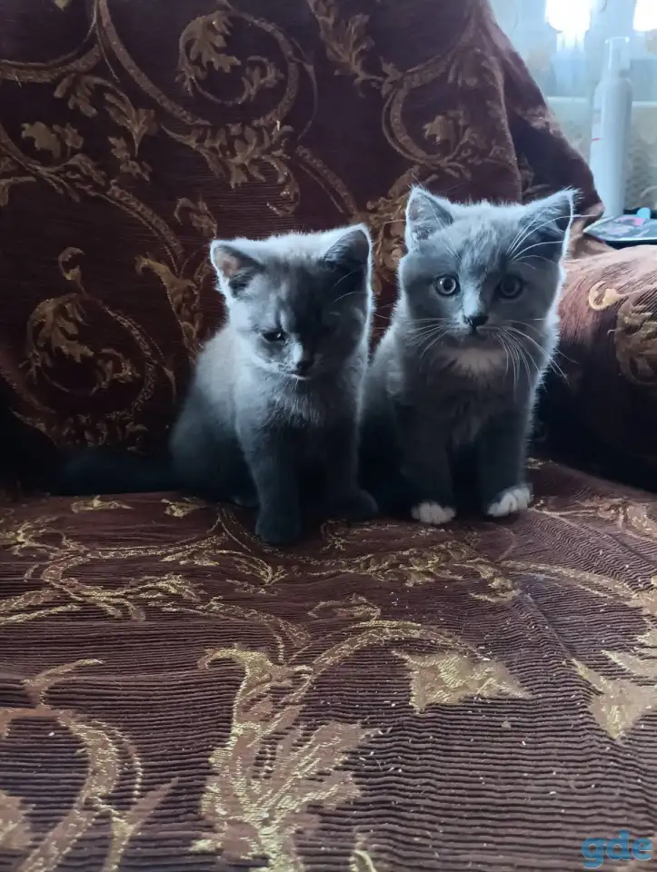Котята британские, фотография 2