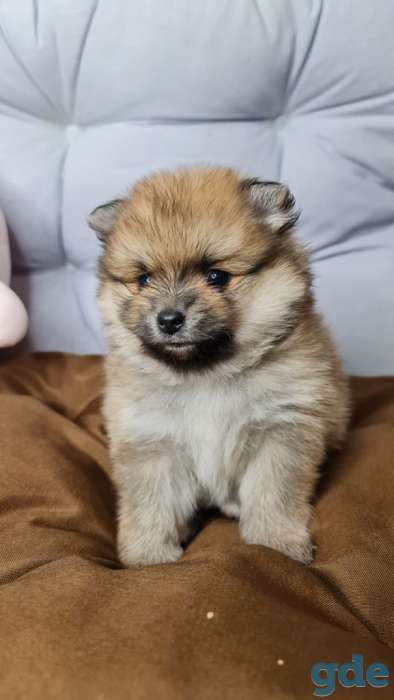 Померанский шпиц девочка 1 месяц, фотография 3