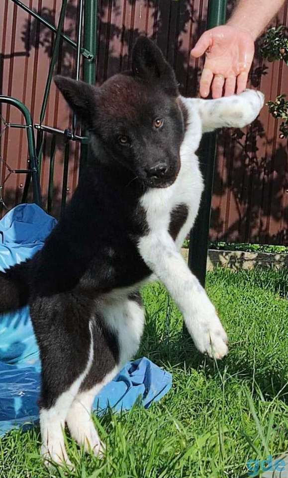 Американская акита, фотография 2