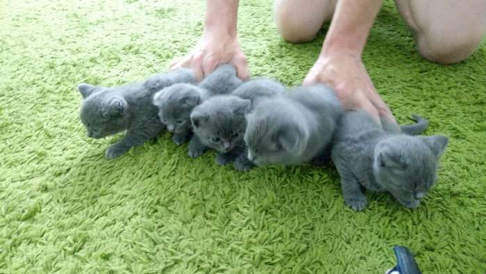 Котята Скоттиш фолд, фотография 1