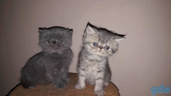 Экзотические котята, фотография 2