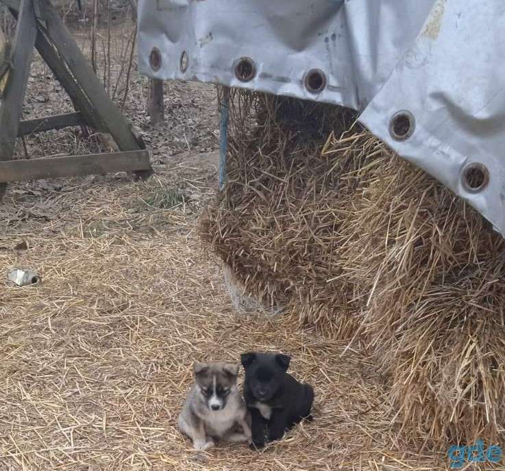 Отдам даром мягких пушистых маленьких друзей, фотография 2