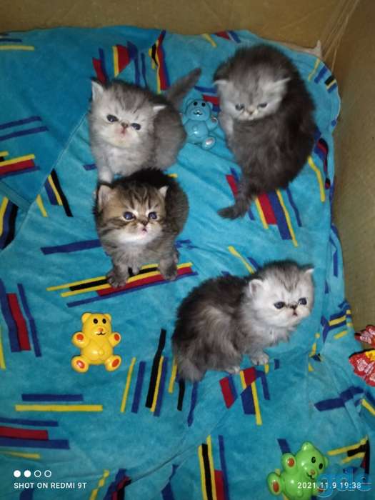 Персидские котята., фотография 6