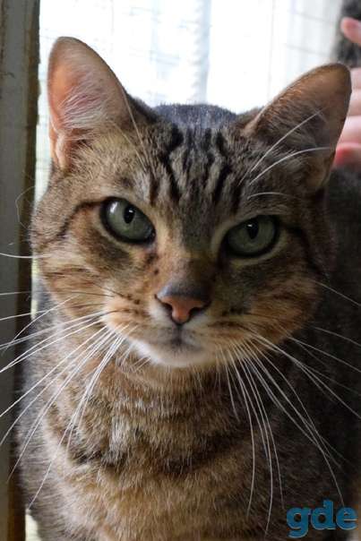 Котик ищет дом, фотография 3