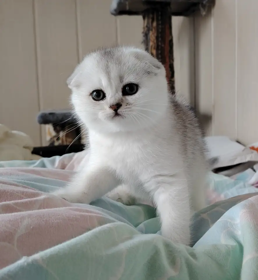 Коштландская кошечка, котенок., фотография 2
