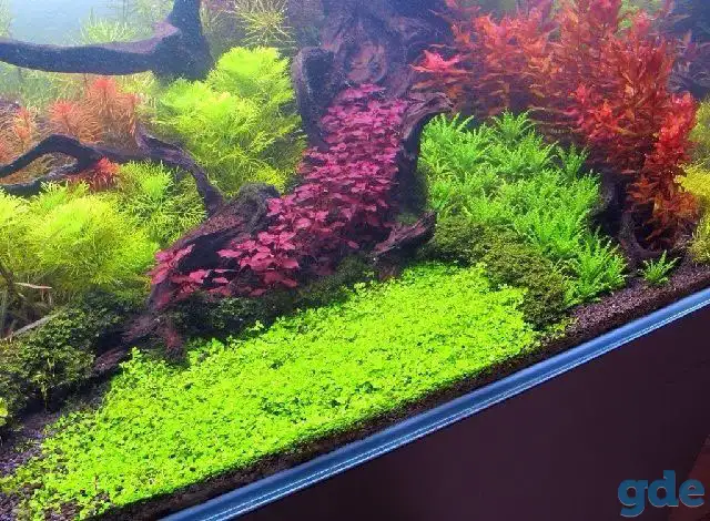 Аквариумные растения Монте Карло (Micranthemum sp. Monte Carlo, фотография 1