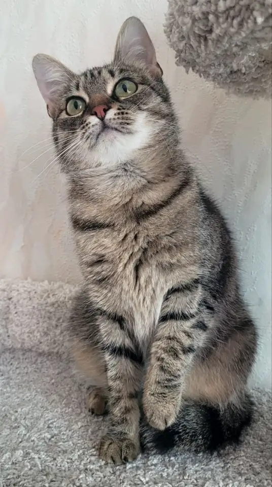 Котенок подросток Манюня, фотография 8