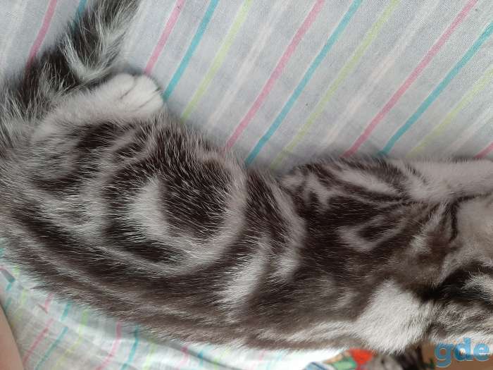 Шотландские котята, фотография 3
