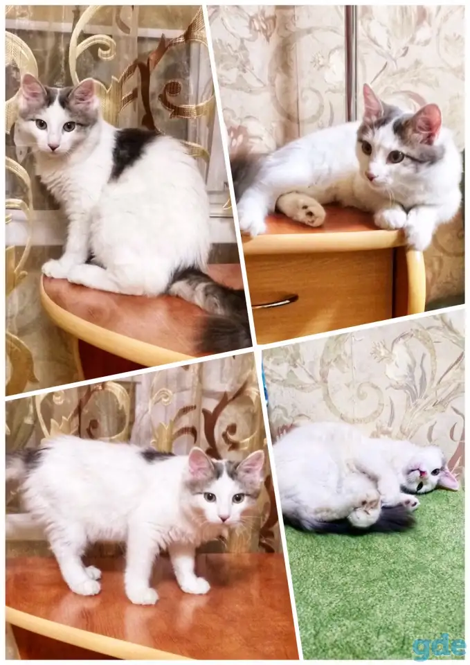 Кошка ищет любящую семью, фотография 3