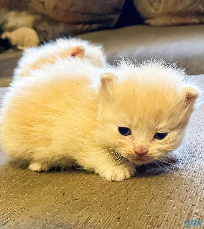 Котята, фотография 2