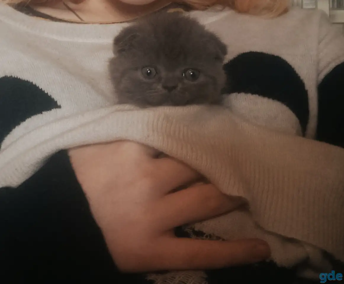 Продам британских котят, фотография 5