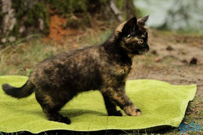 Британский котенок черепахового окраса, фотография 5