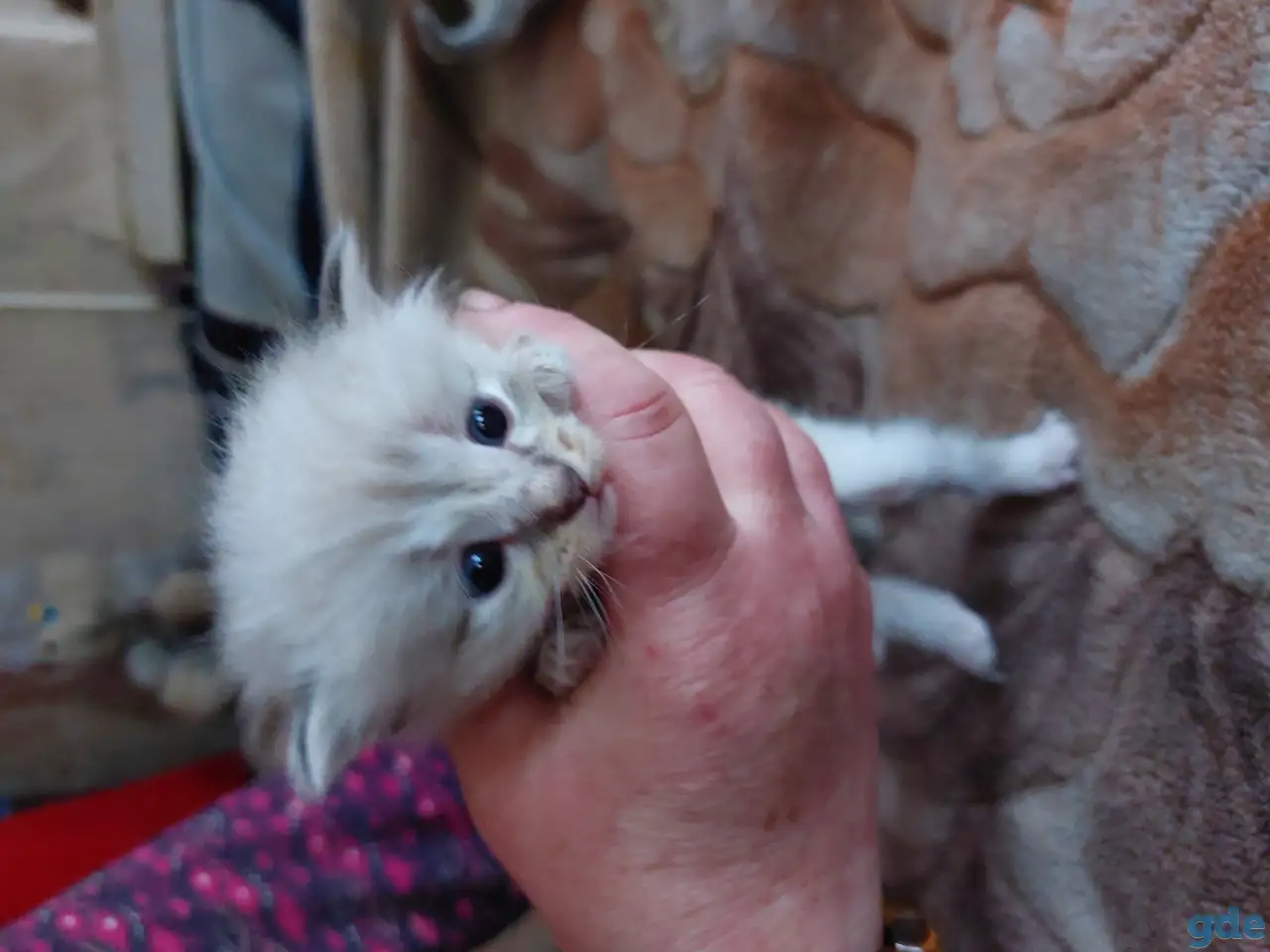 Котята в дар, фотография 7