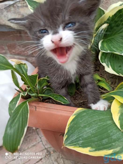 Котята ищут дом и любящих хозяев, фотография 7