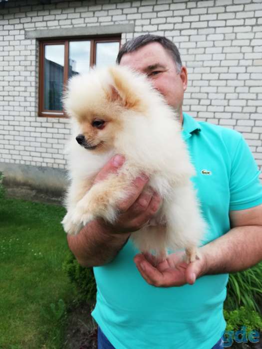 Продаётся мальчик померанского шпица, фотография 1