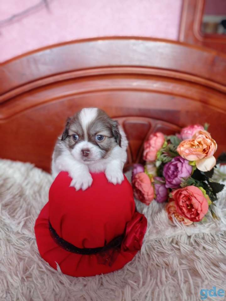 Собачки, фотография 3
