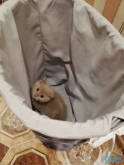 Вислоухий котенок, фотография 3
