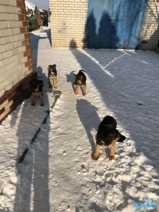 Продам щенков немецкой овчарки, фотография 3
