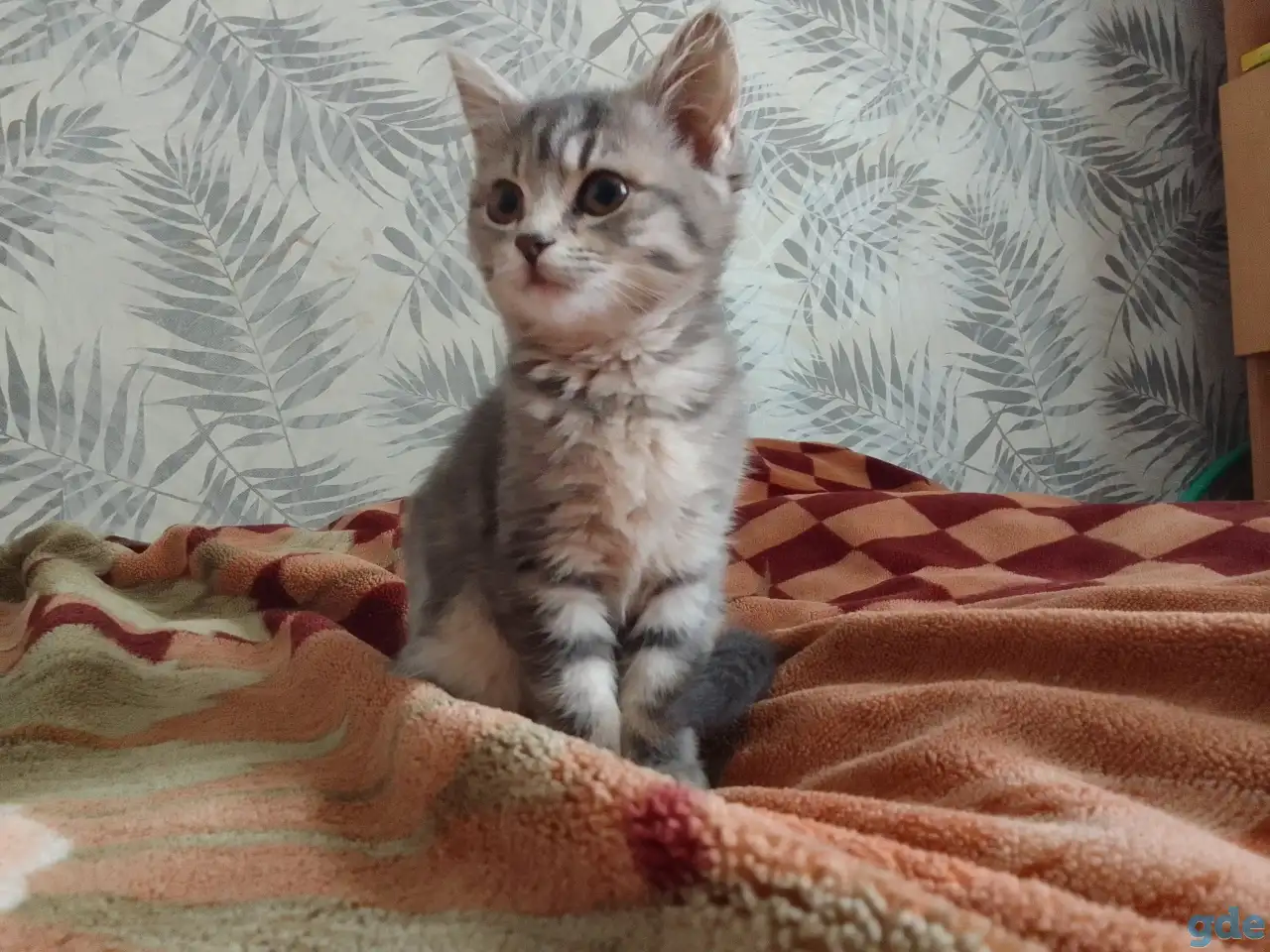 Отдам котят даром!, фотография 3