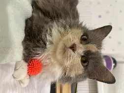 Трехцветная кошечка Луна ищет дом и любящую семью, фотография 9