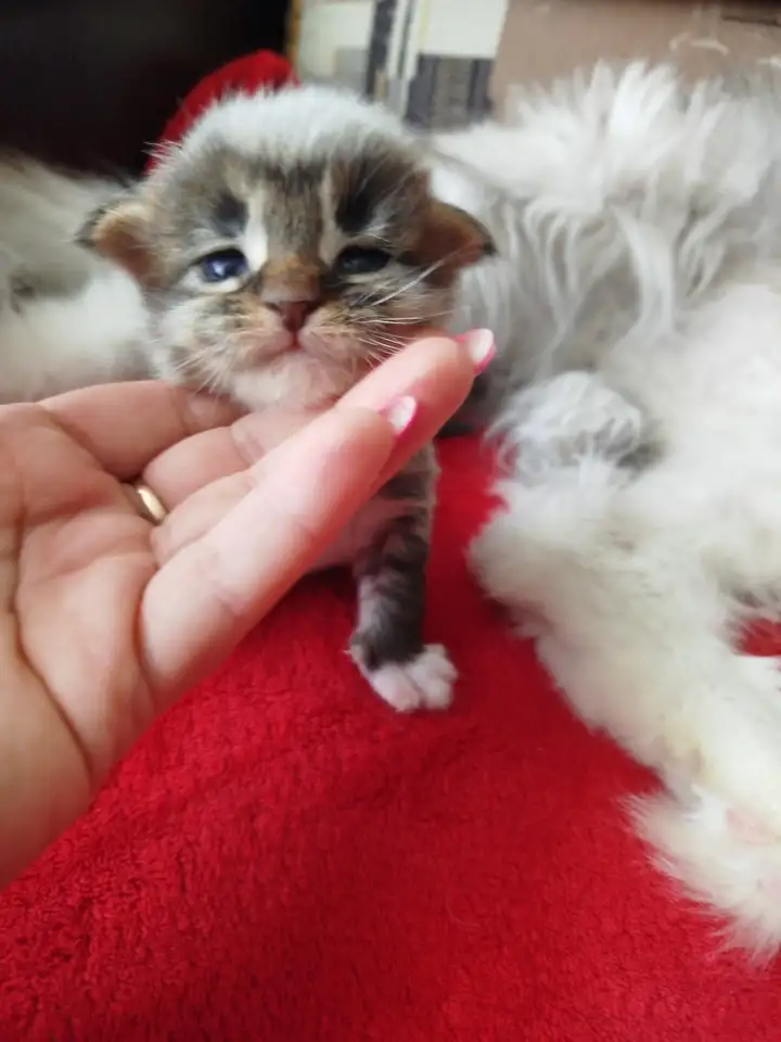 Котята мейн кун, фотография 8