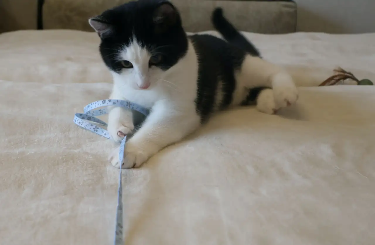 Домашний котенок 4мес. Умный, чуткий, заботливый, веселый, разговаривает, фотография 1