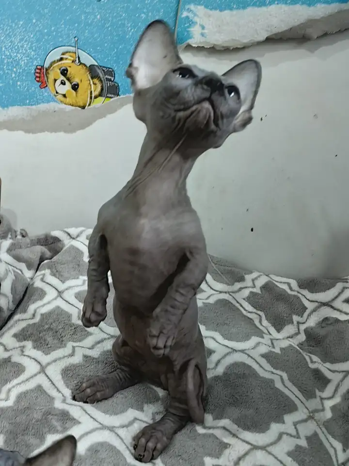 Котенок бамбино канадский сфинкс, фотография 2