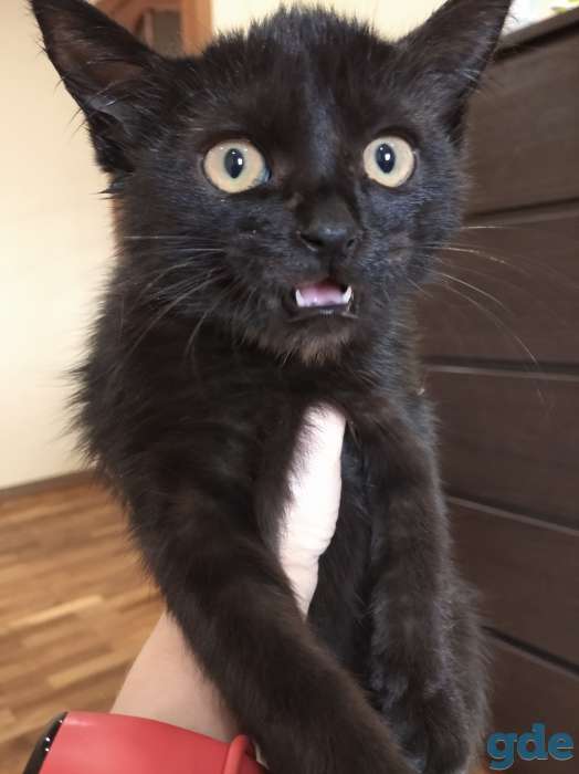 Милые котята, фотография 1
