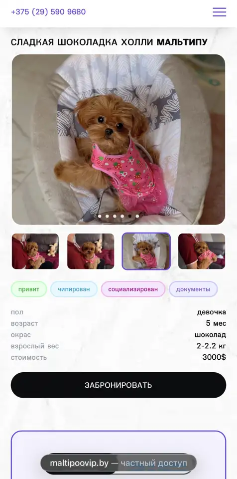 Мальтипу ф1 элитные мини и микро Корея только у нас, фотография 1
