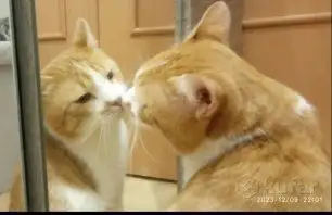 Чудесный рыжий котик Бонечка ищет дом и семью!, фотография 5